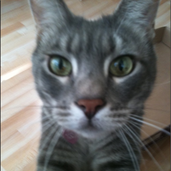 Meet your Posher, DeeDee - Picture 3 of 3